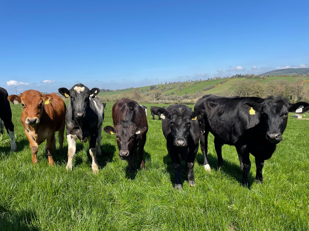 ABP issues beef benchmark report to farmer suppliers