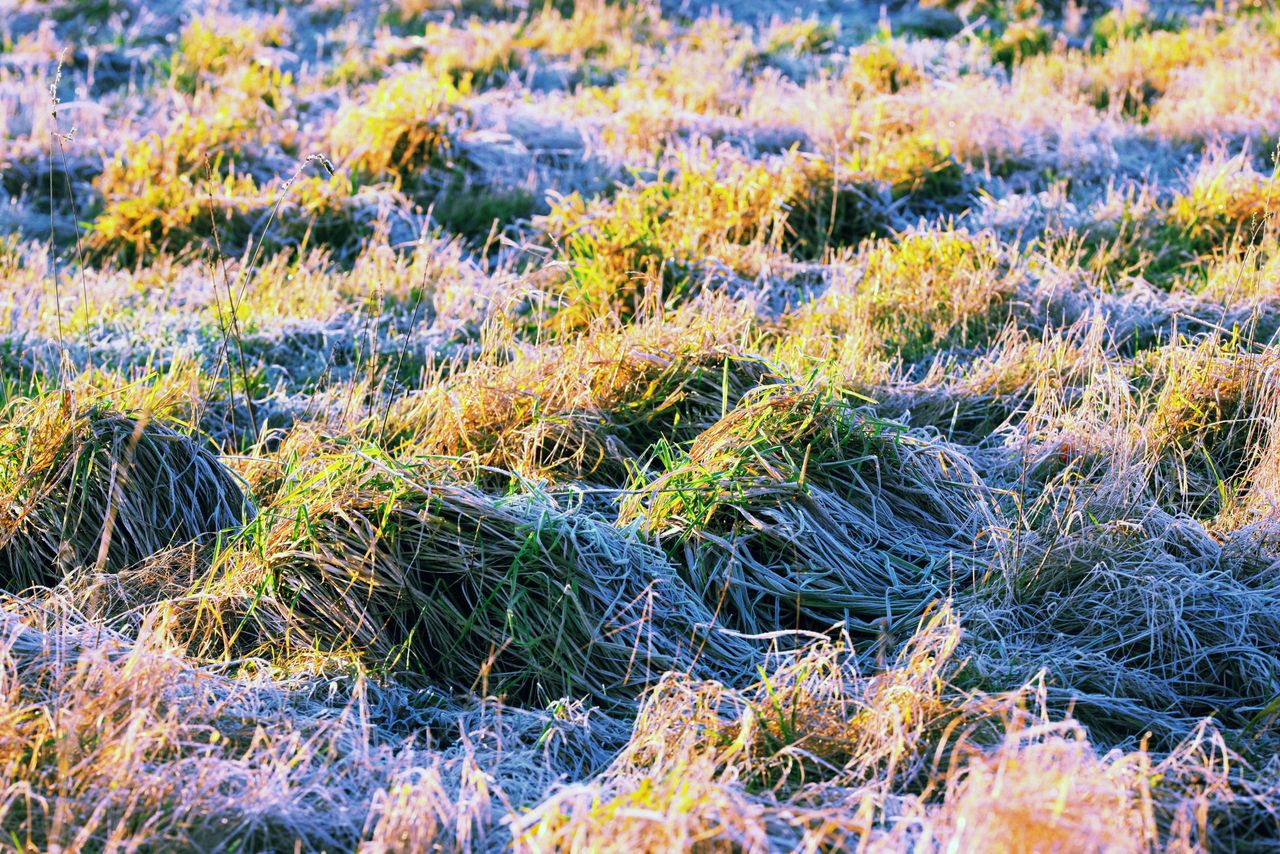 Get ready for 'cold with sharp to severe frosts' and wintry showers - Met Éireann