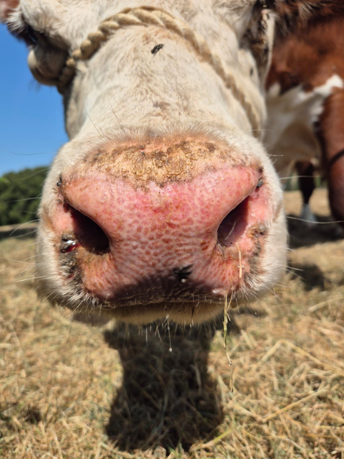 'Vaccination is the only way to deal with BTV-3' - UK chief vet