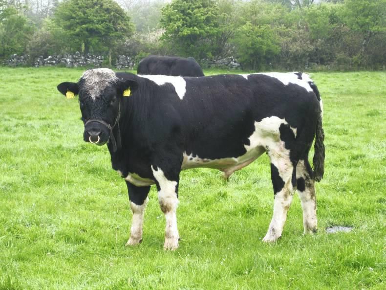 'Vasectomised bulls make picking up heifers a piece of cake'