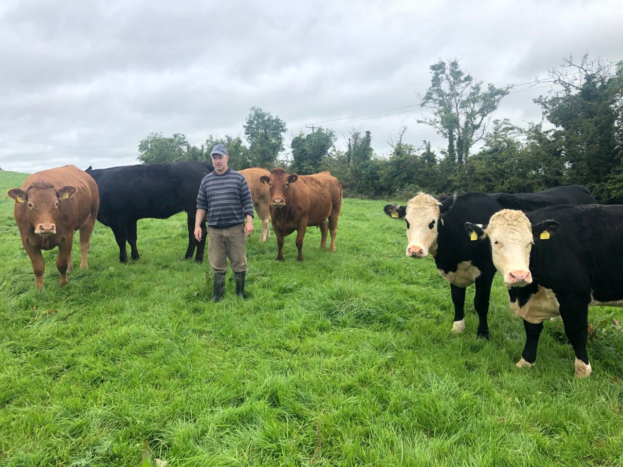 'CAP reform is slowly making suckler-beef farms unviable'