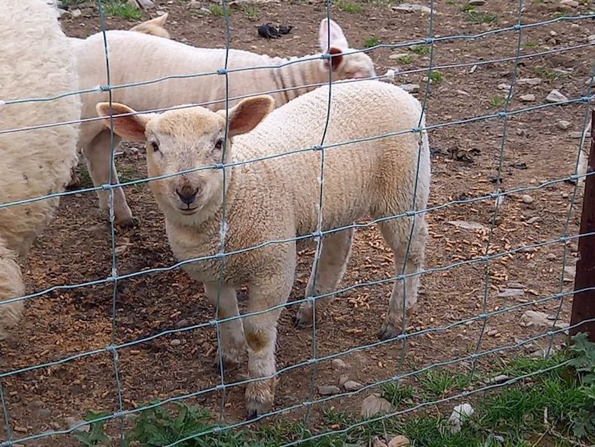 Sheep save the day for 'Save our Steeple' project