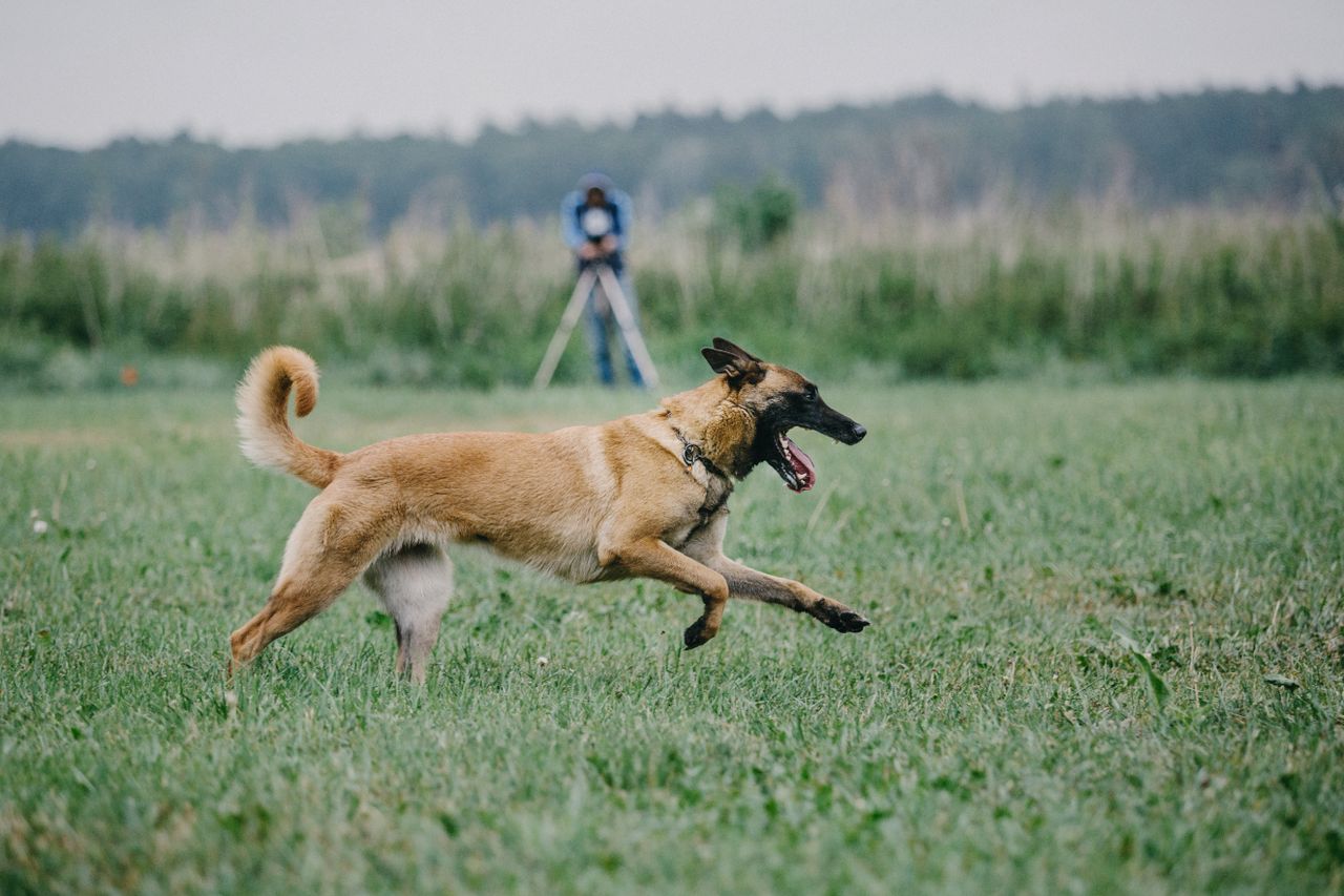 Dog owners warned about poisonous plants in green areas