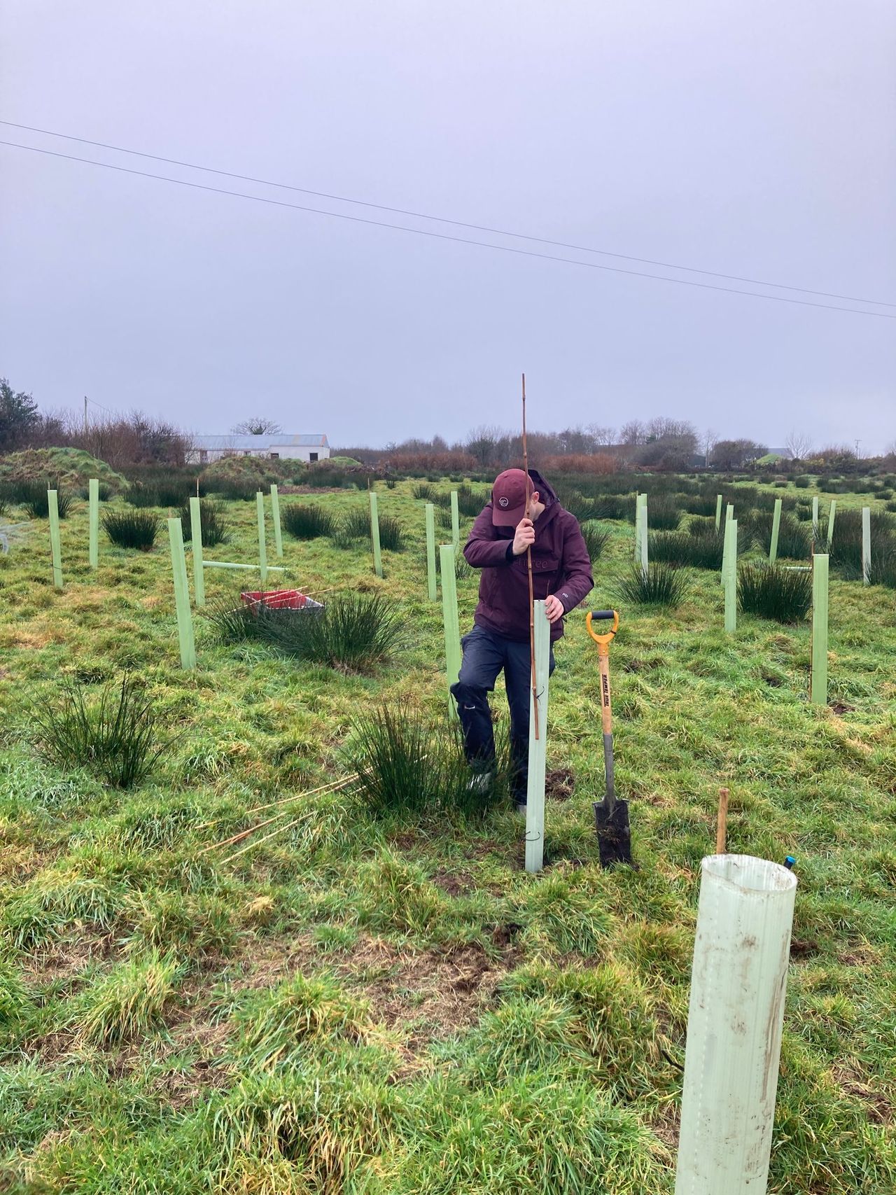 Kerry social enterprise aims to grow 100,000 trees by 2030