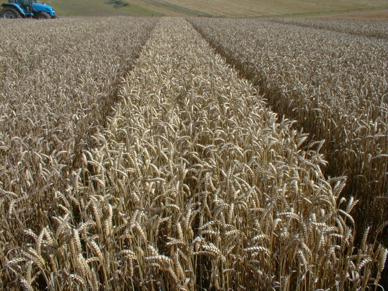 Tillage: Update on winter cereals management