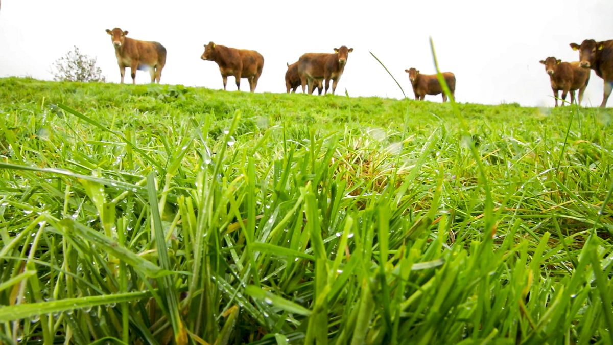 Bord Bia: SBLAS only way to verify PGI beef grass fed criteria