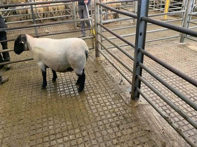 127kg ewe hits €222 at Ballyjamesduff Mart