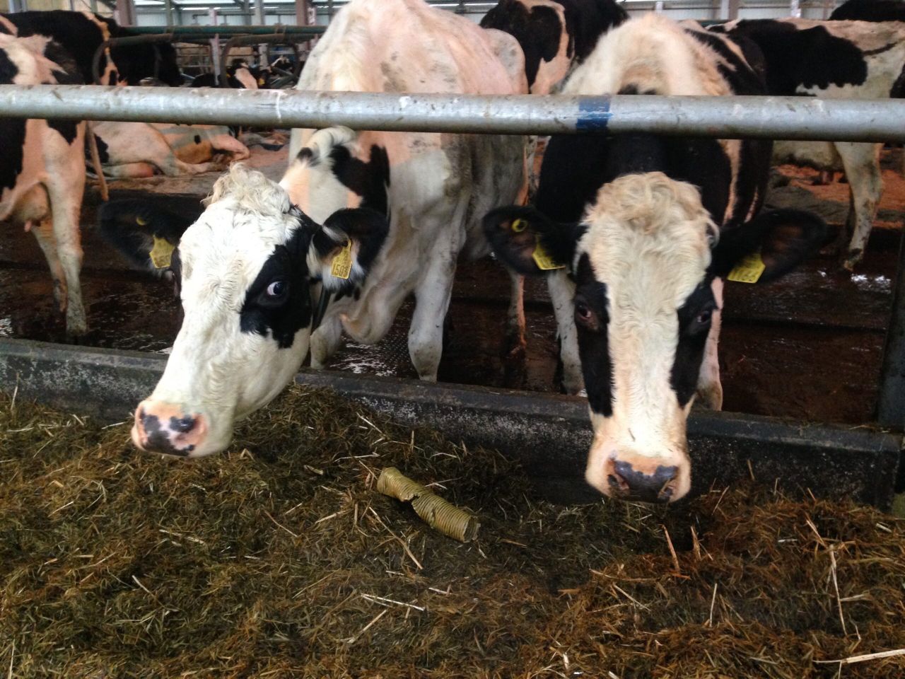 German ministers urge Merkel to support dairy farmers