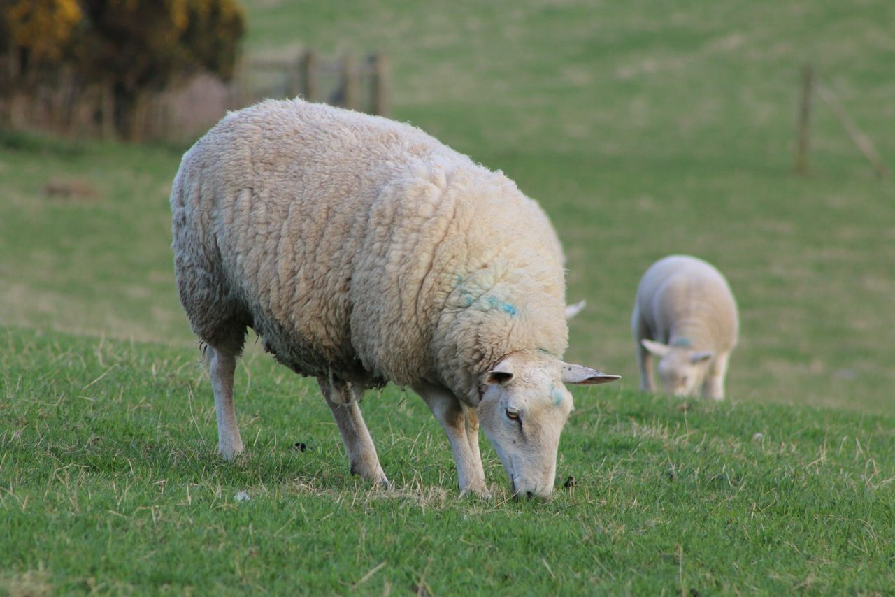 No-deal set to cost NI beef and sheep industry £230 million a year