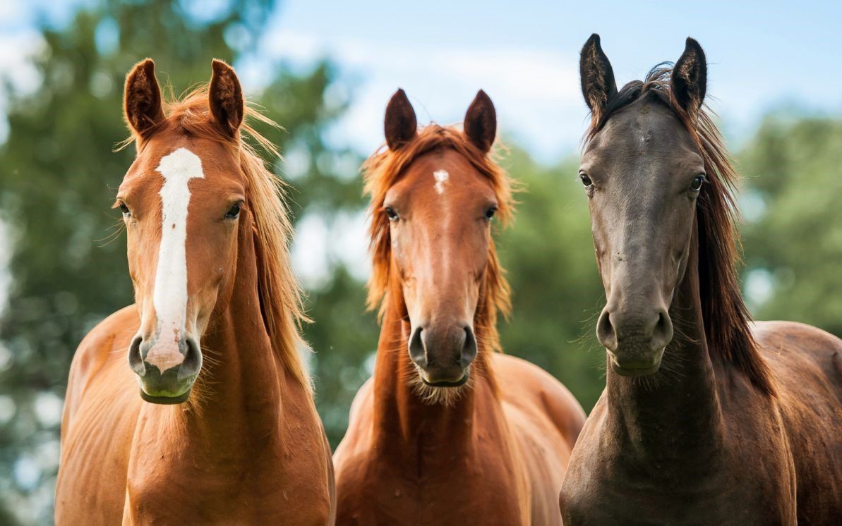New online portal to allow for quick equine tracing