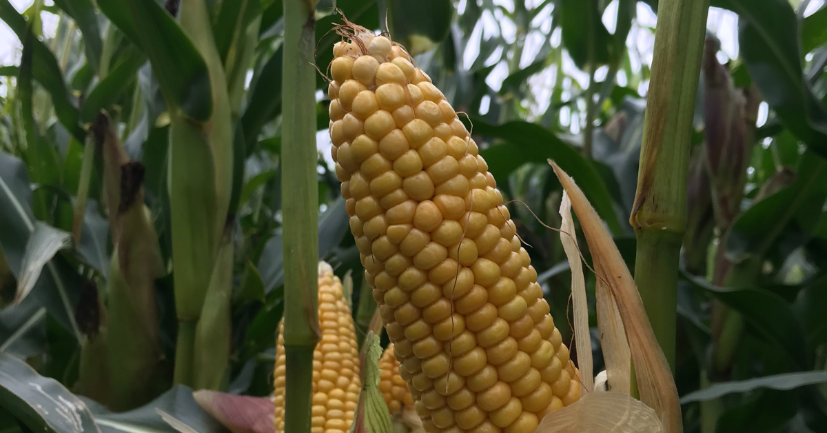 Maize prices now driving the global grain market