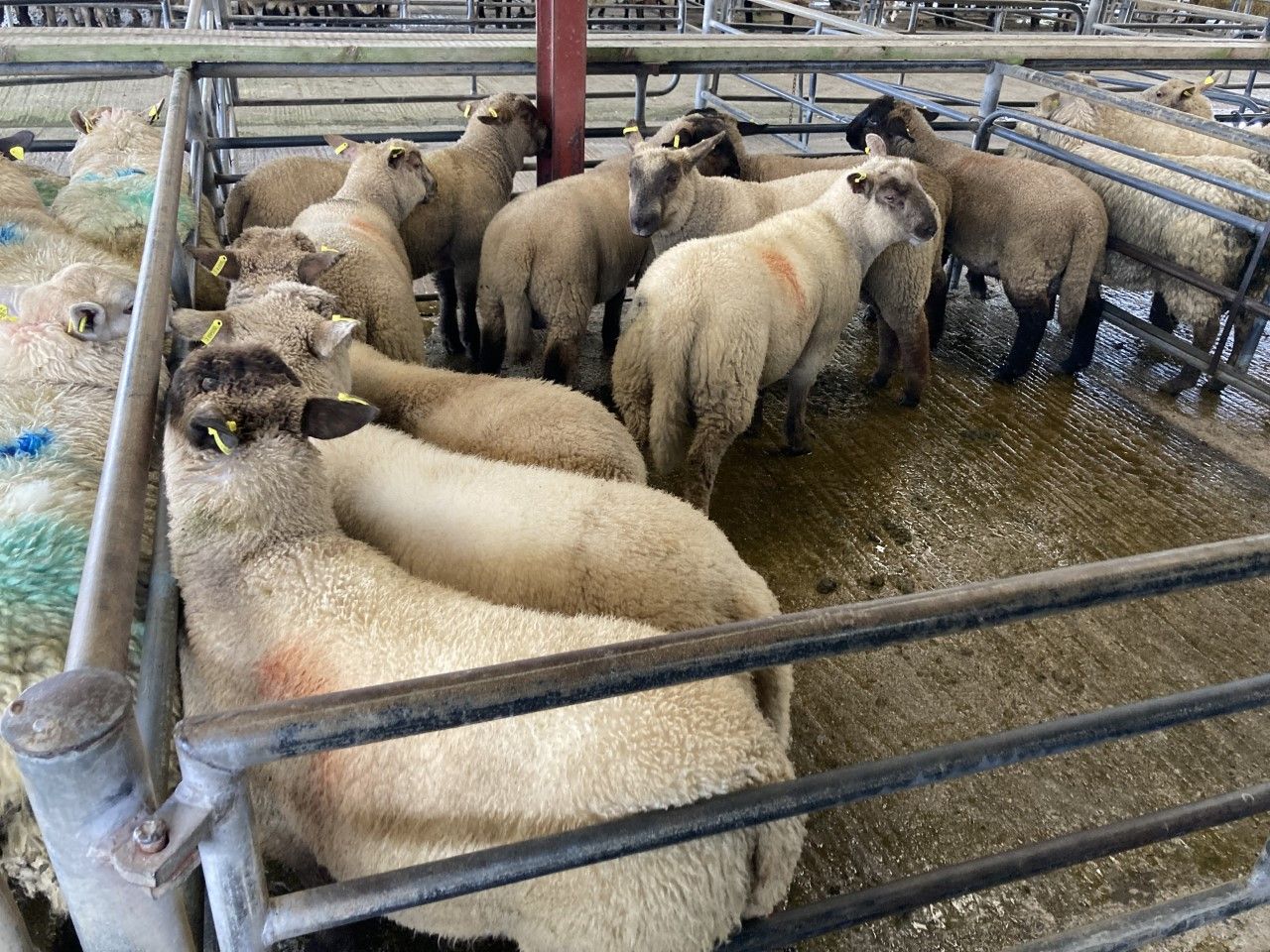 Sheep prices ease at marts during the week