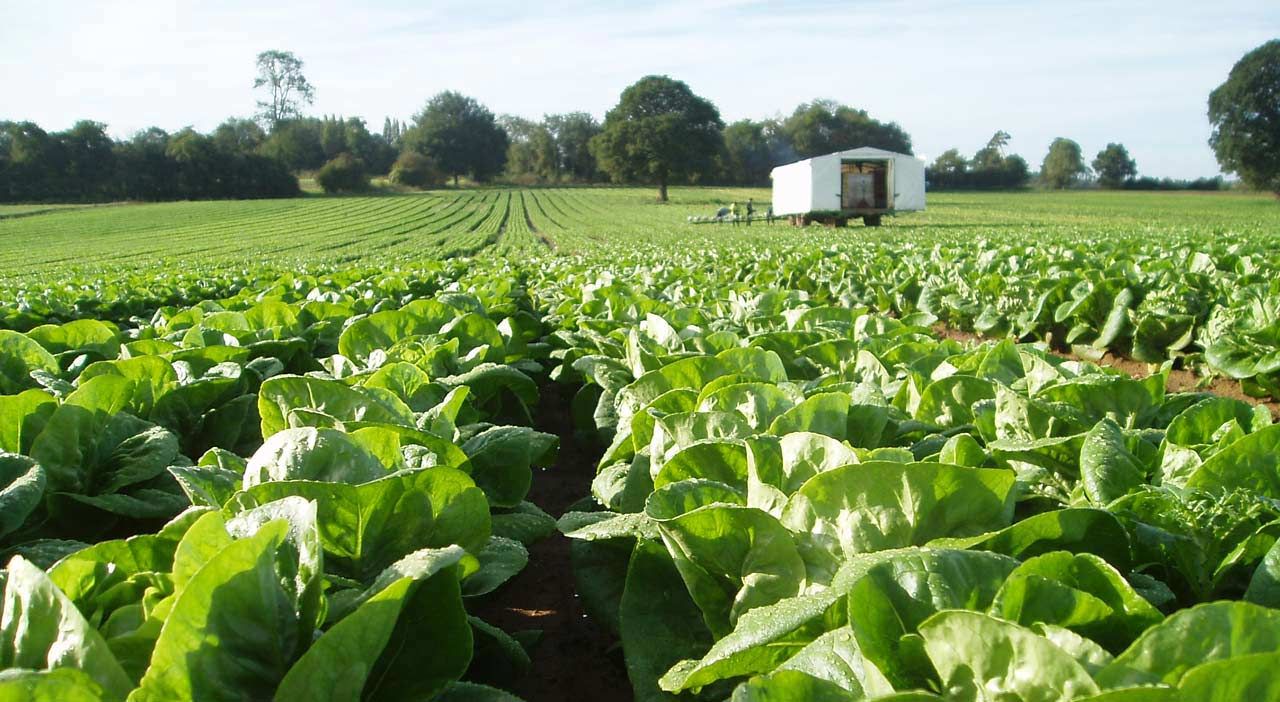 Call for re-introduction of exceptional aid for horticulture