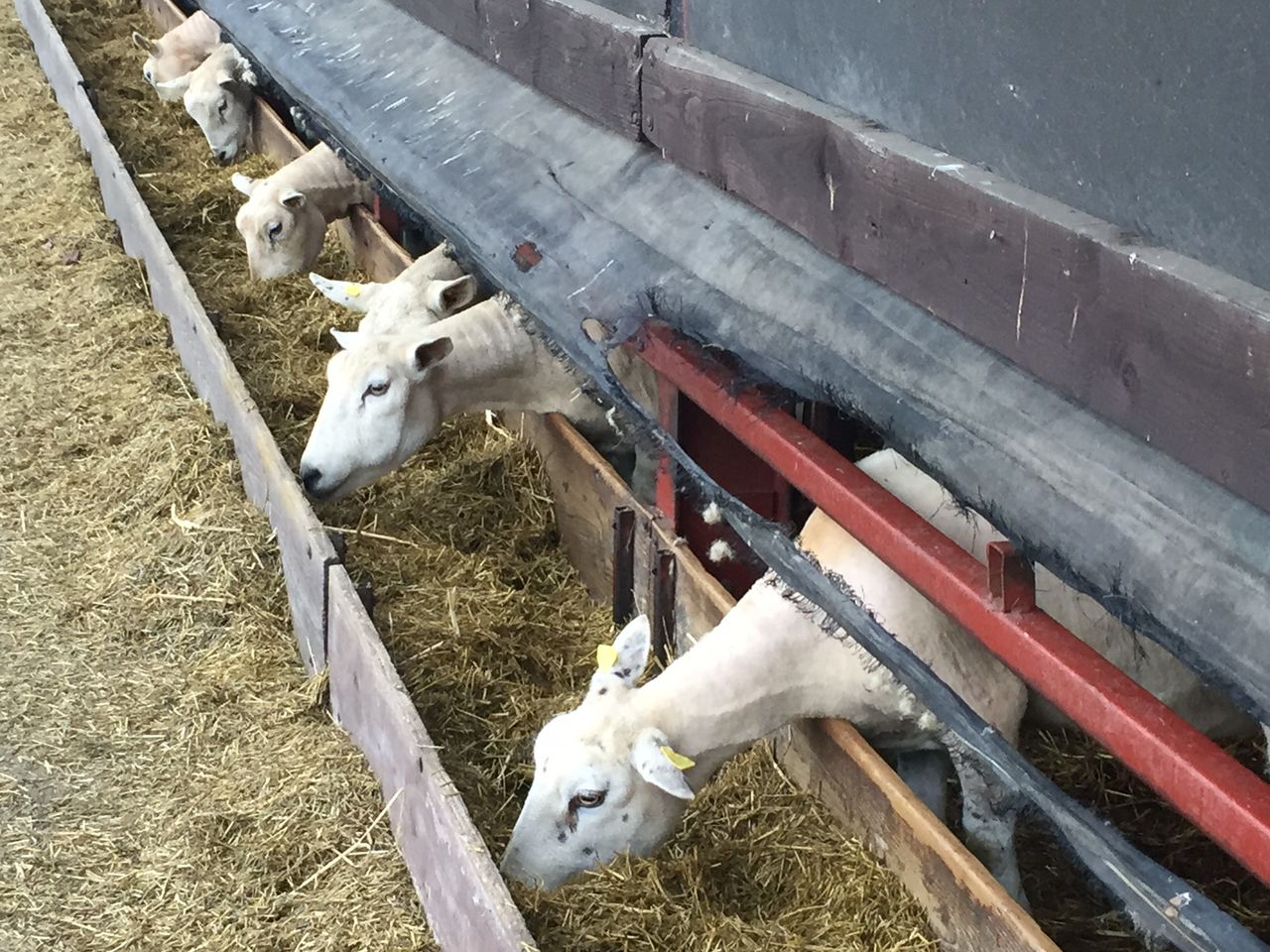 Why good housing means less work when it comes to sheep