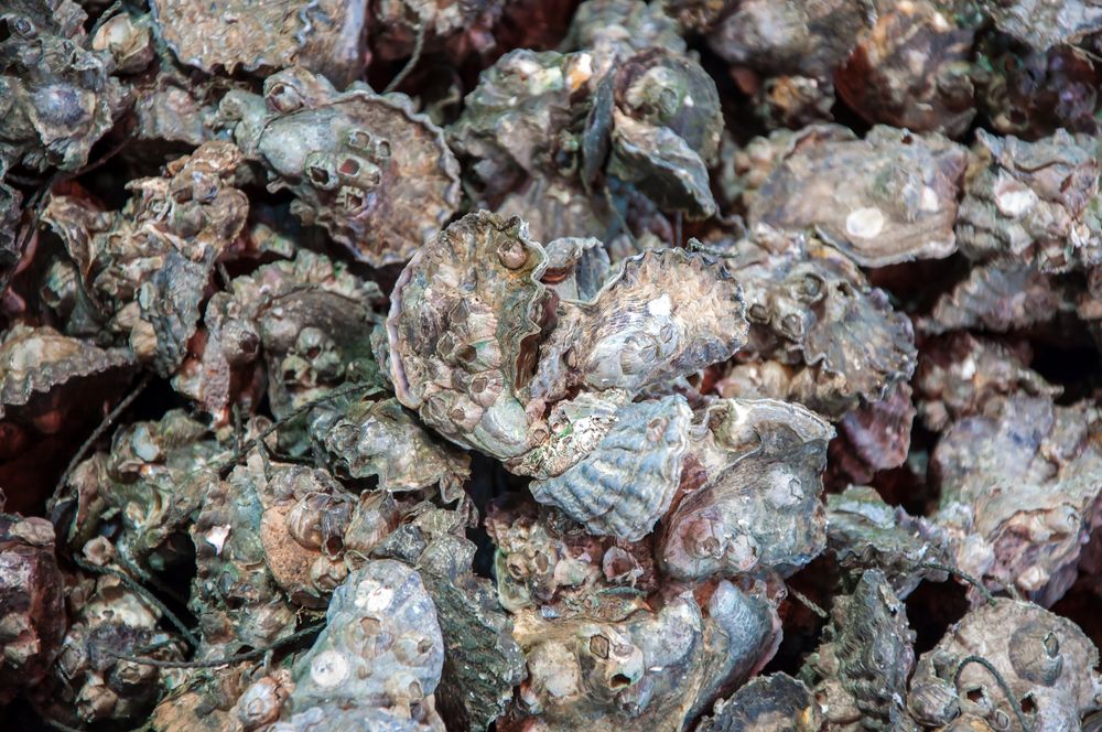 A pearl of wisdom for Irish oyster growers