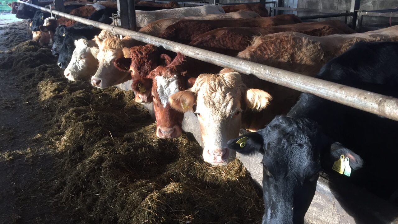 Vet warns 'no guarantee' of late feeding reducing night calvings