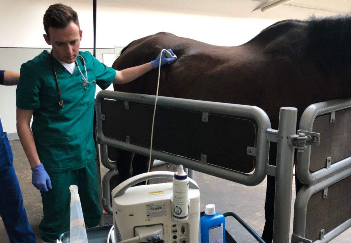 Lithuania-based veterinary student: 'Think beyond the obvious'