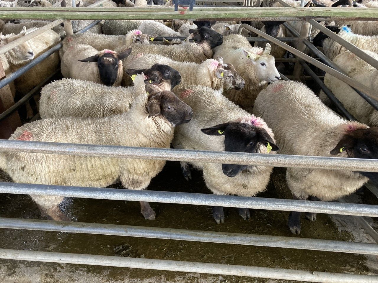 Sheep trade: Suez Canal shipping issues driving hogget prices