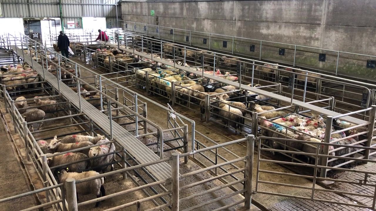 Pics from the mart: Hoggets stronger by €4-5/head across the board at Ennis Mart