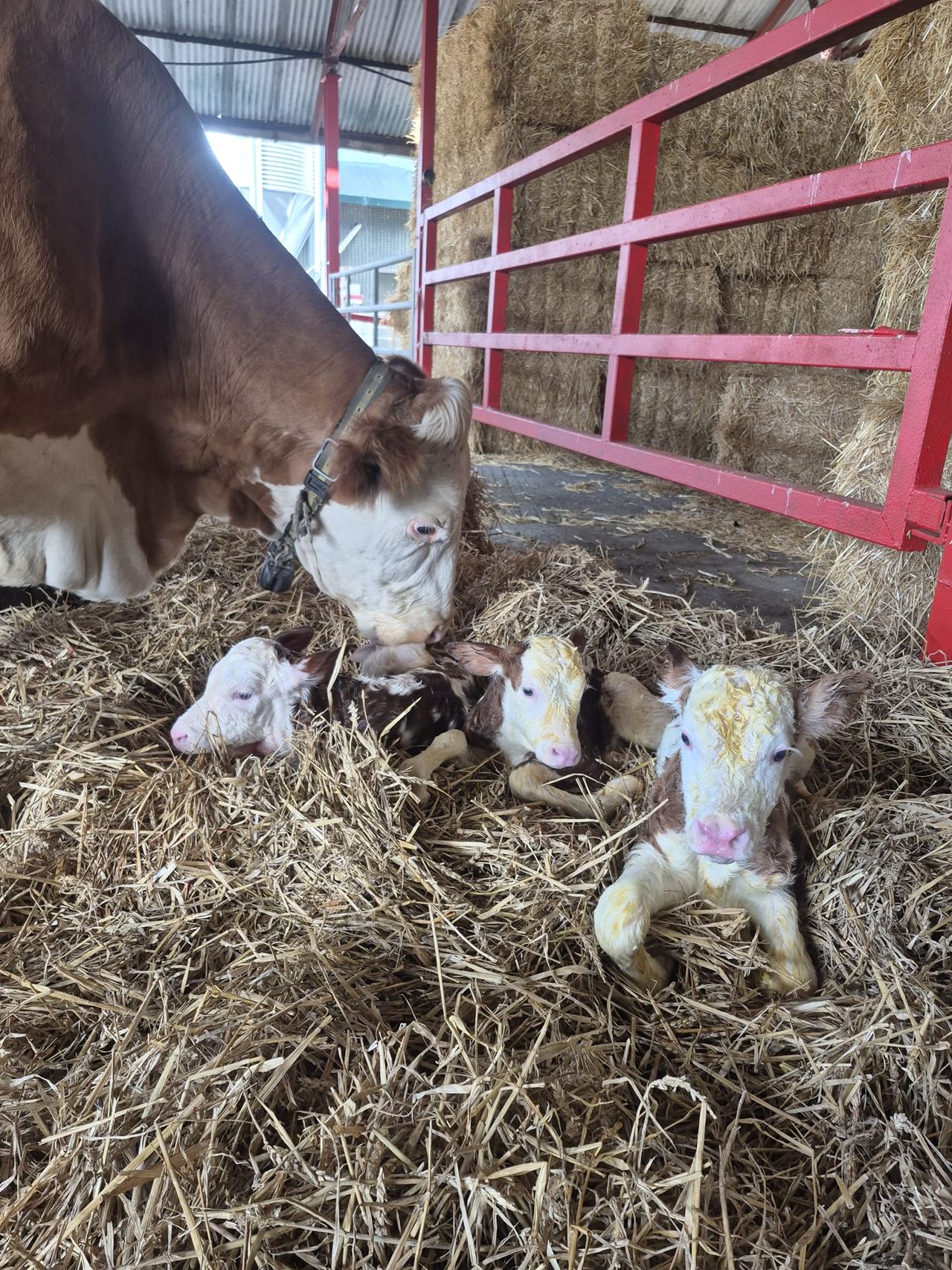 Meath dairy farm welcomes rare triplet heifer calves
