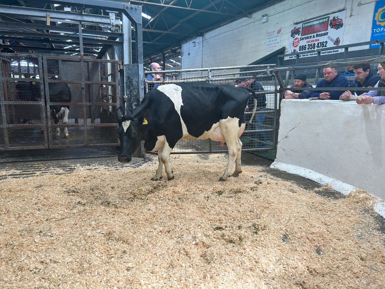 Samuri second calver tops the trade at Taaffe Auctions sale