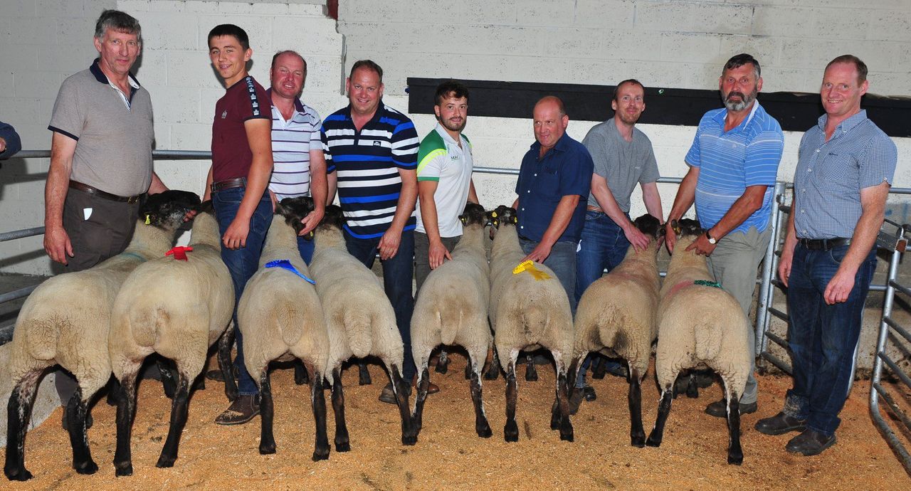Focus on Suffolk Cheviot crossbreeding in Tullow