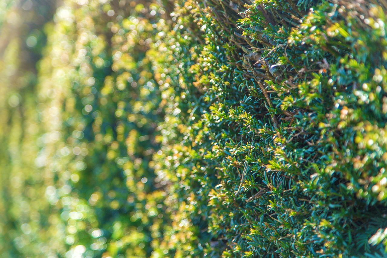 Minister urges vigilance on hedge cutting during nesting season