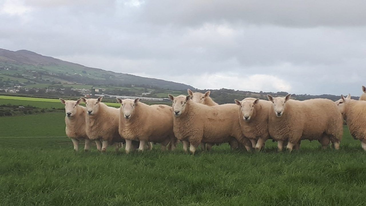 Sheep Improvement Scheme difficulties flagged