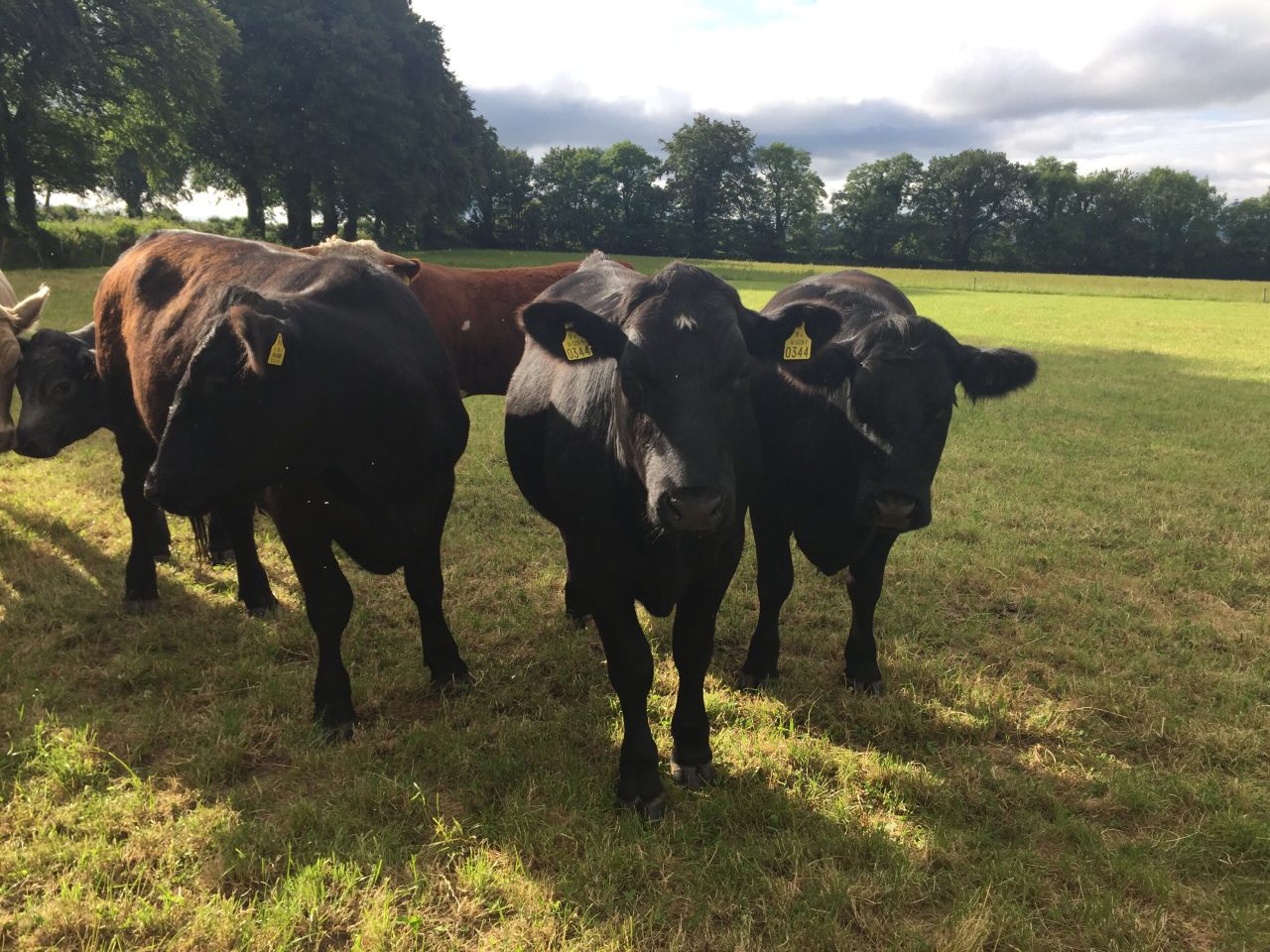 €1 million boost for June steer finishers