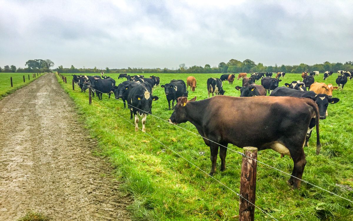 Dairy focus: Achieving a lifelong ambition on a greenfield site in Co. Offaly