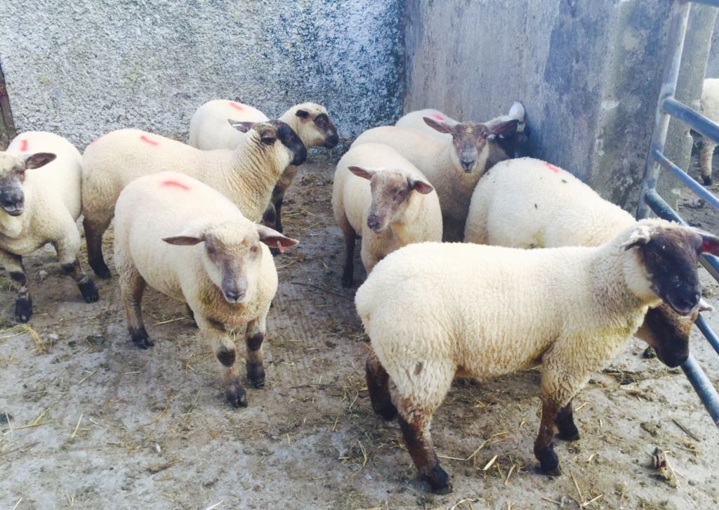 Sheep marts: Spring lamb prices improve by €5-7/head