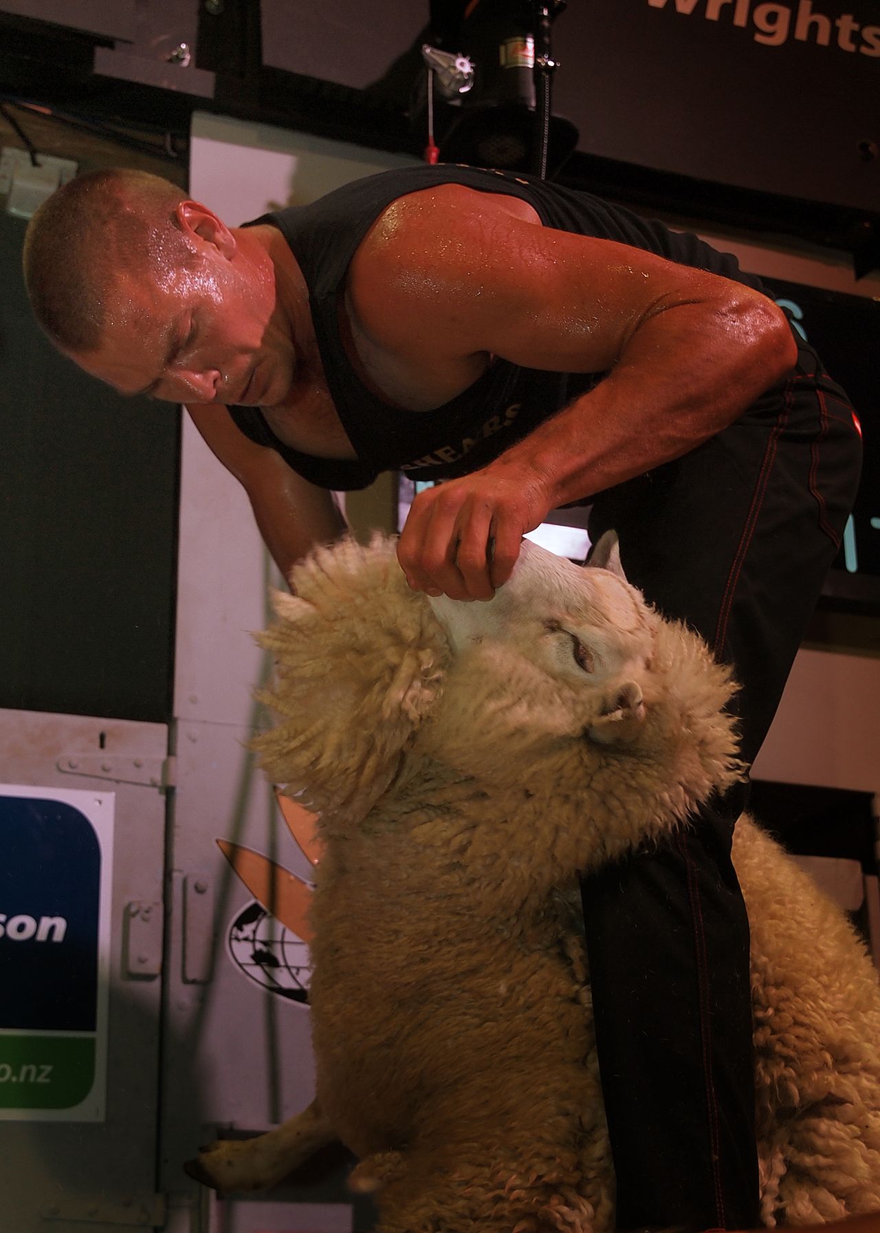 Kiwi team at sheep shearing