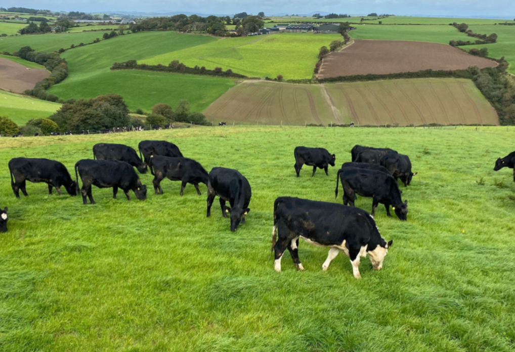 ABP Monitor Farms: €1,400 beef sustainability bonus for 25 heifers