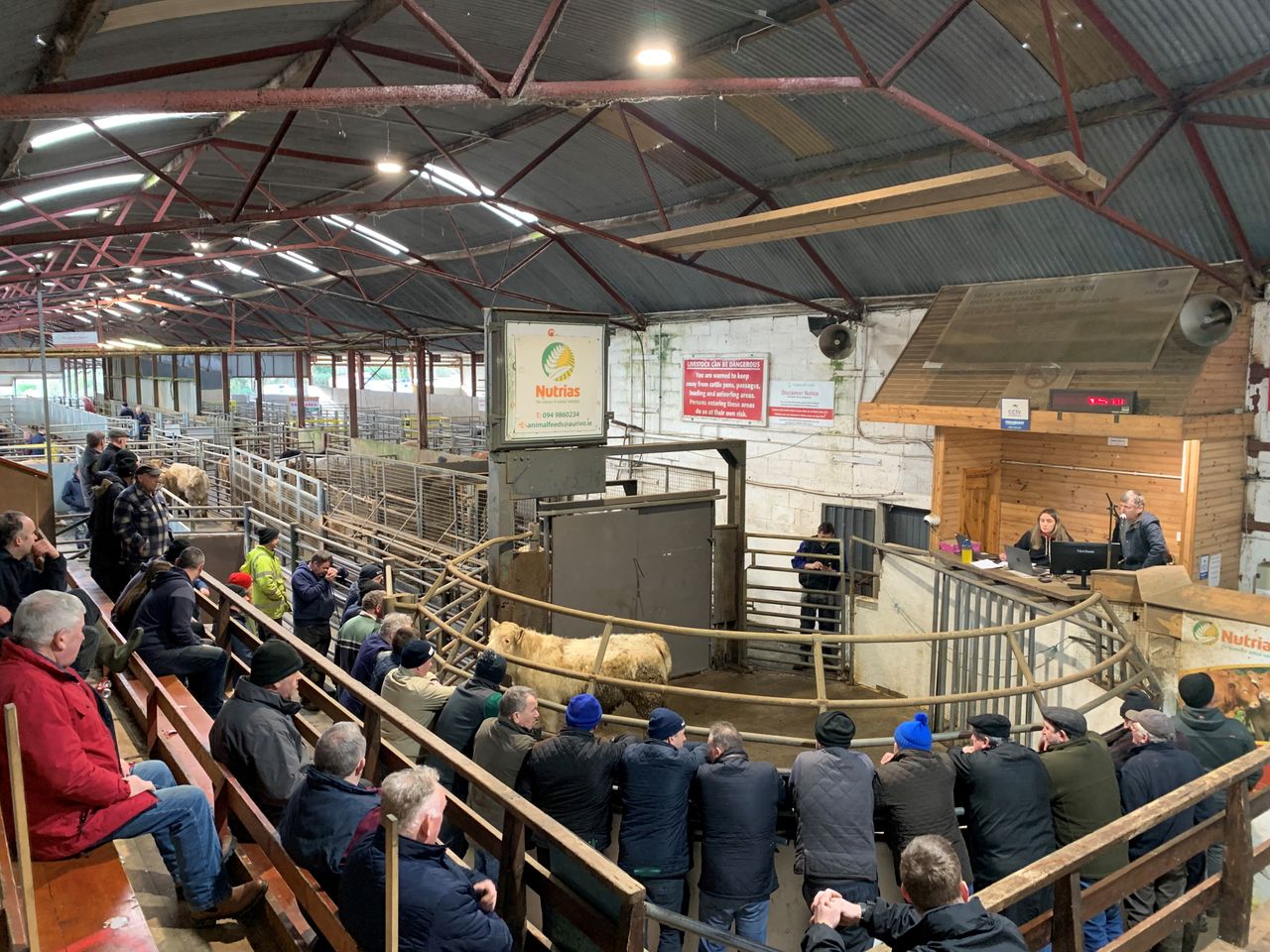 Mart report: Monaghan Day weanling bull sale in Mohill
