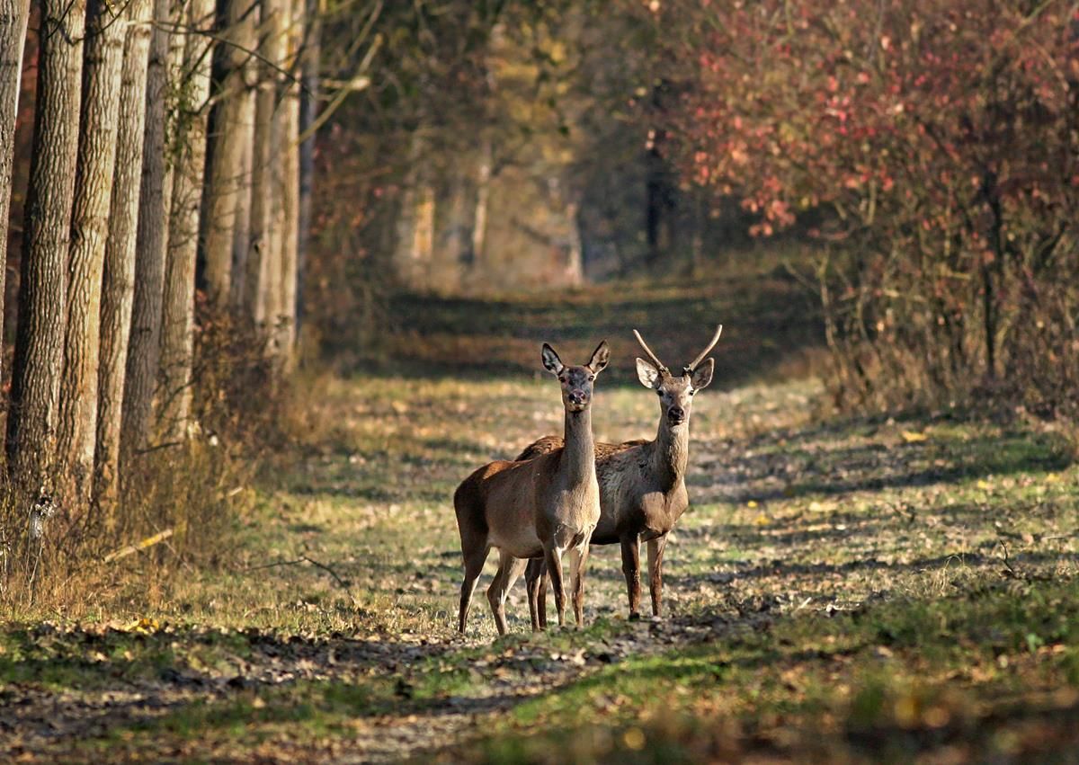 Tip off leads to discovery of mass deer grave in Wicklow