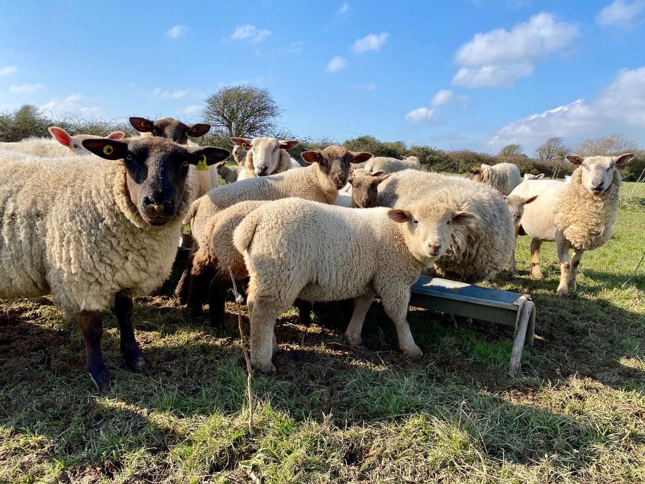 Closing date for Sheep Welfare Scheme applications approaches