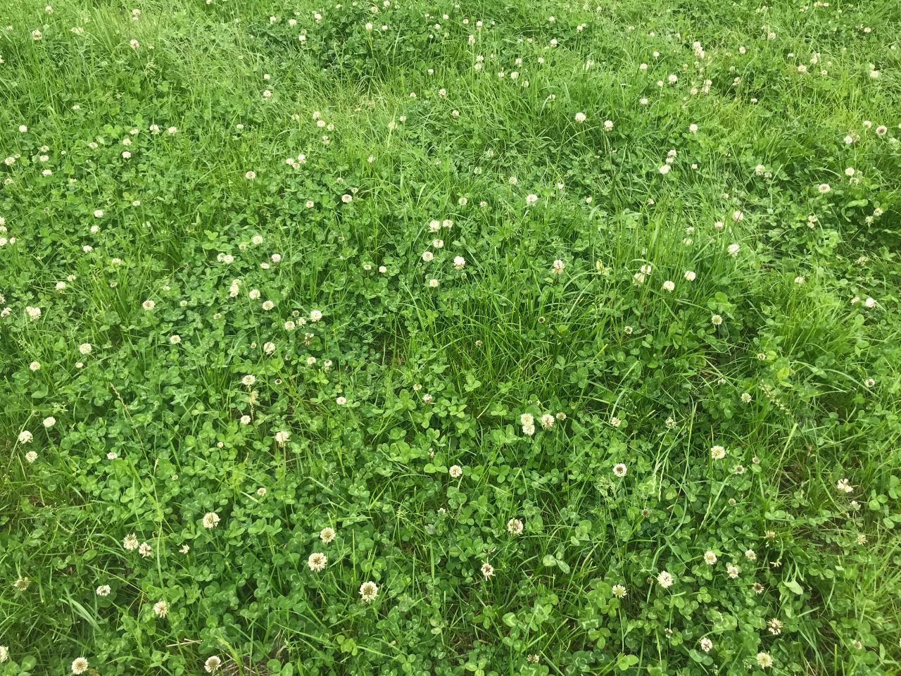Research: White clover reduces emissions and boosts profitability