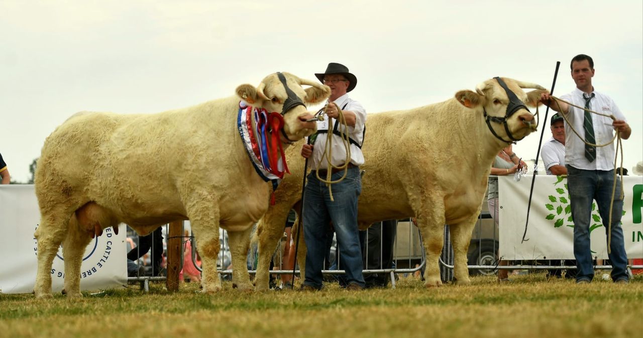Goldstar Pepite and Goldstar Pannacotta. Both cows had progeny on offer in the sale
