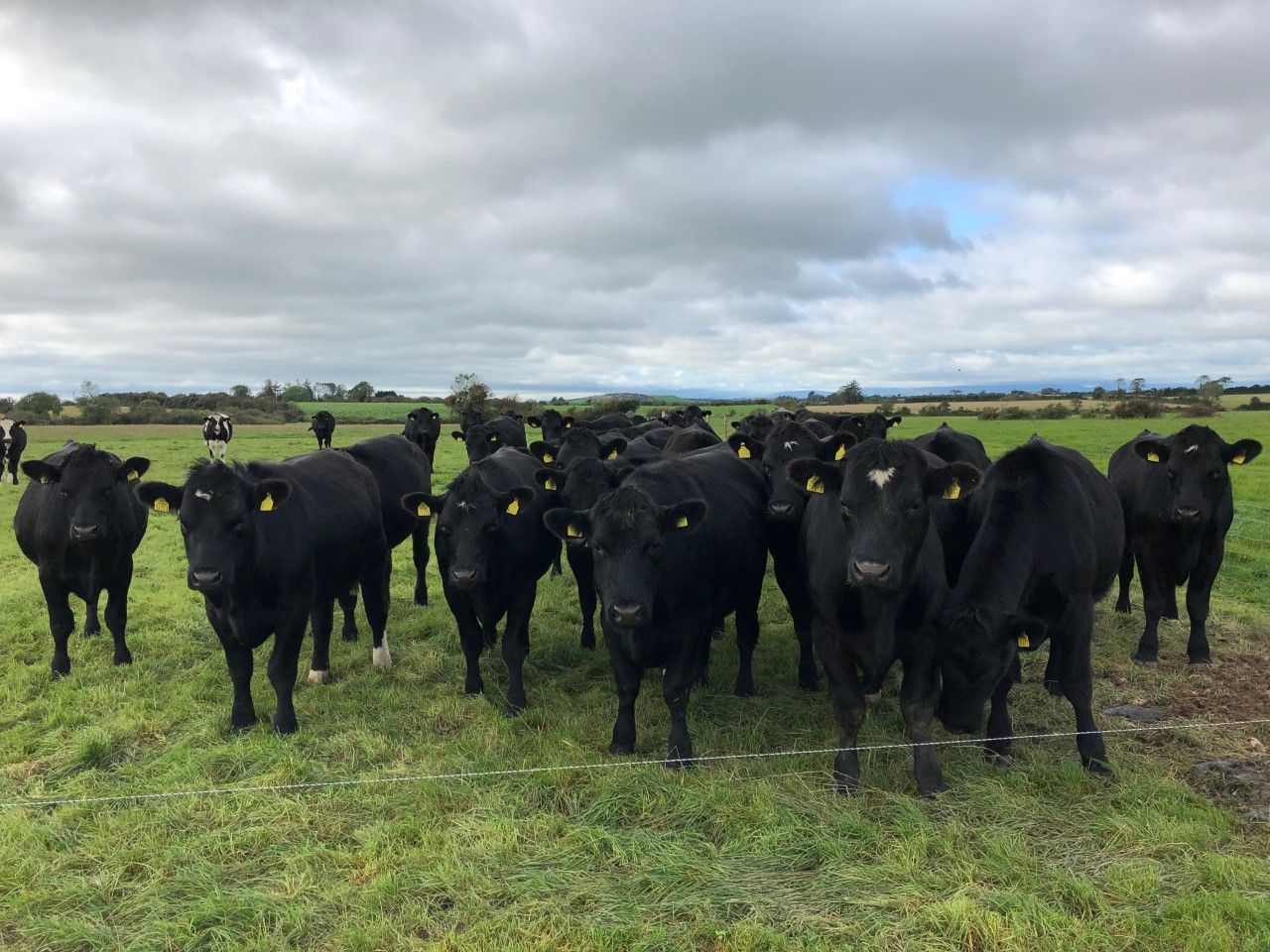 '77% of the Irish public believe that farmers look after their livestock to high standards'