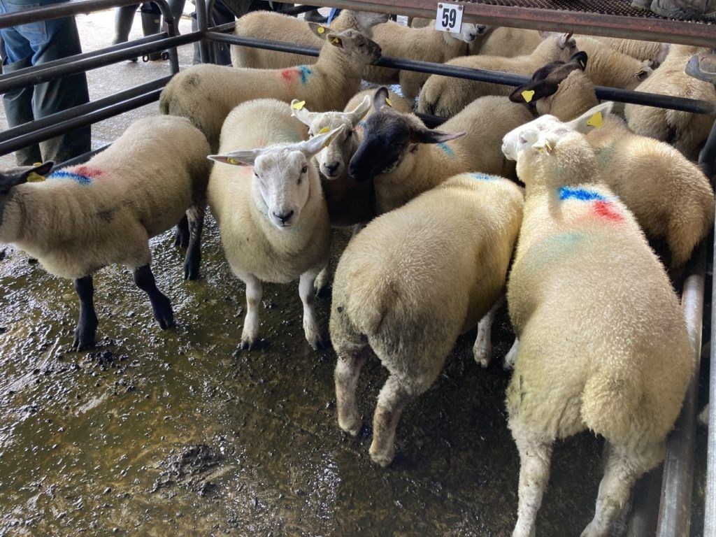 Lamb carcass weights back 1kg compared to last year