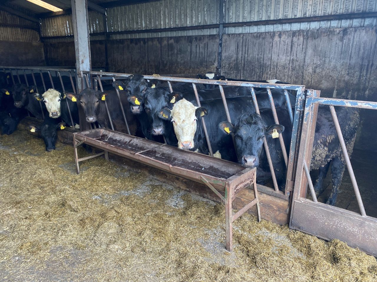 Factory quotes: Trade steady despite talk of 5c/kg drop