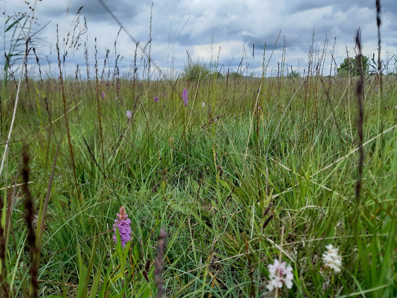 'Multi-disciplinary team' sought for Kildare wetlands restoration