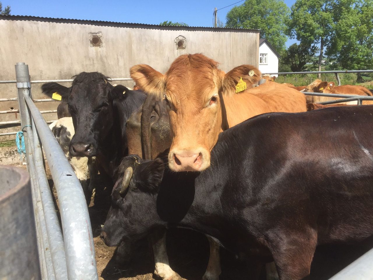 Farmers challenged to improve livestock handling systems