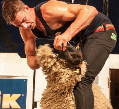 Ivan Scott shears a world record breaking 867 lambs in 9 hours!