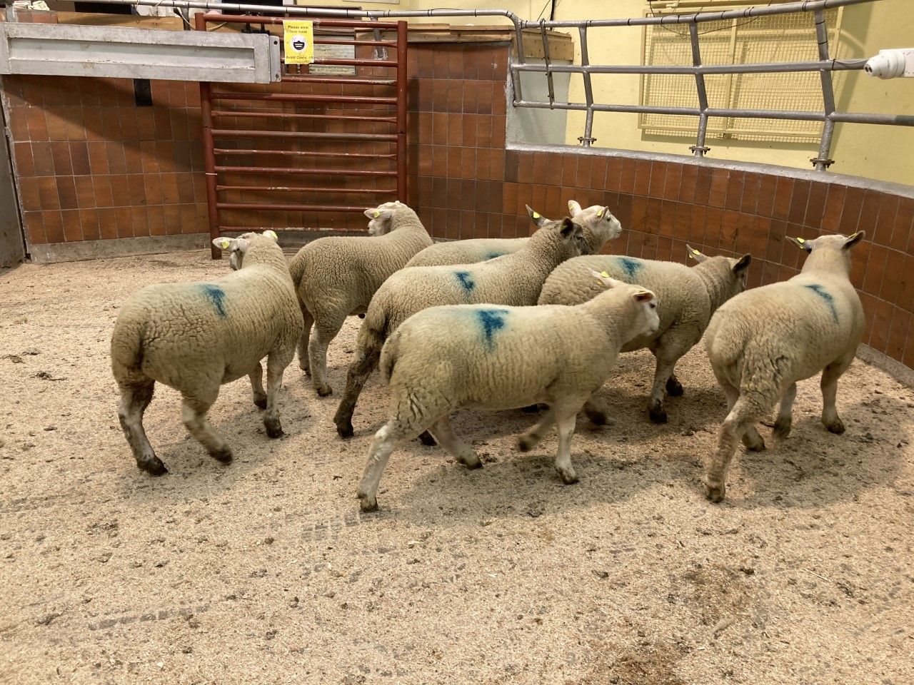 Sheep marts: Lamb prices back €4-8/head at sales last week