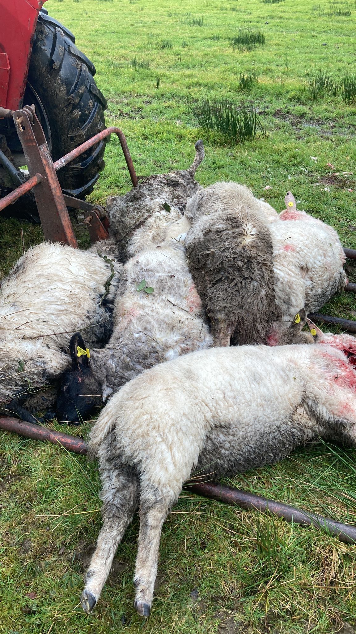 Graphic: Kerry dog attack leaves 10 sheep dead with more missing