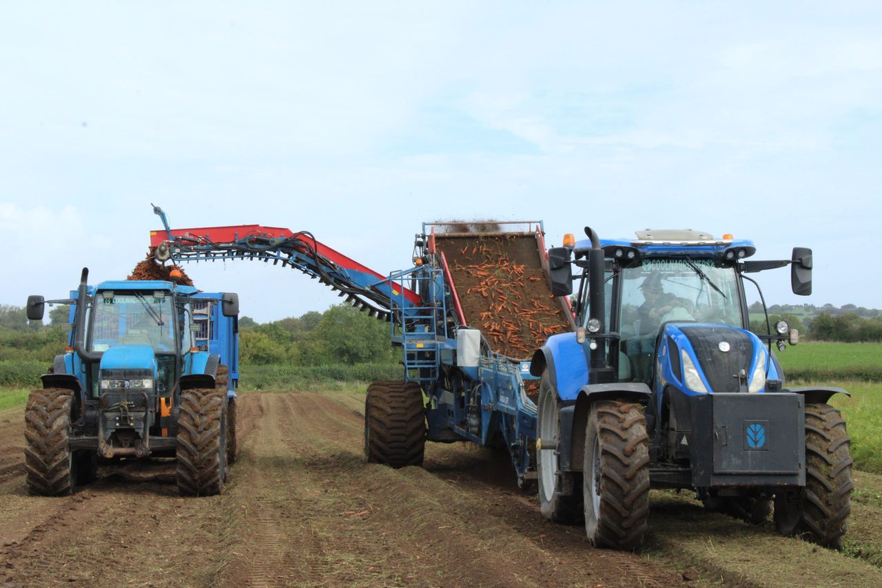 Investments in irrigation key for resilient carrot growers