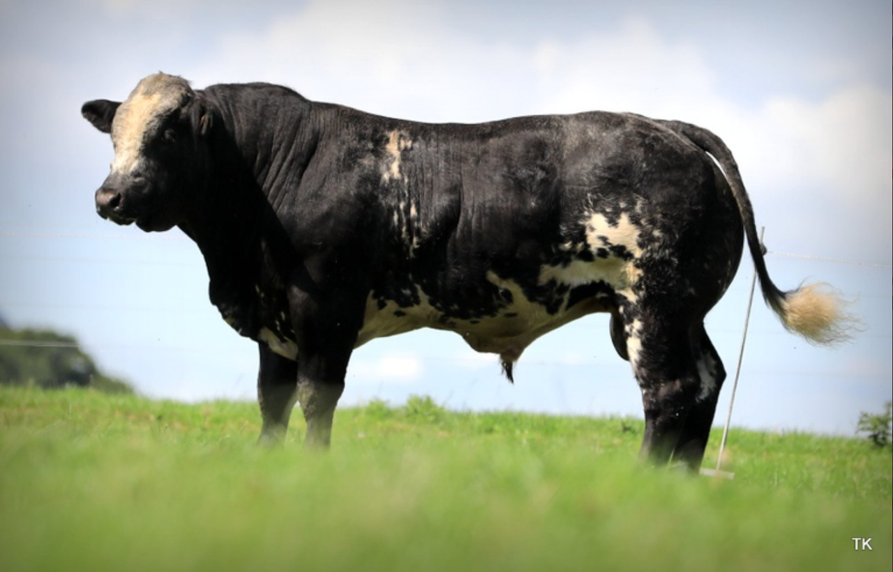 Hybrid bulls hit €5,300 in Tateetra timed online auction