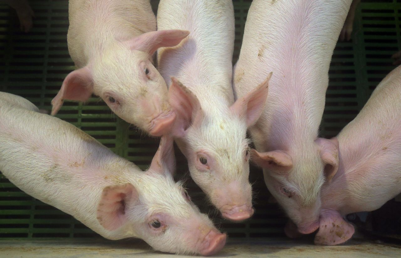 Minister Coveney called on to process pig aid payments 'without further delay'