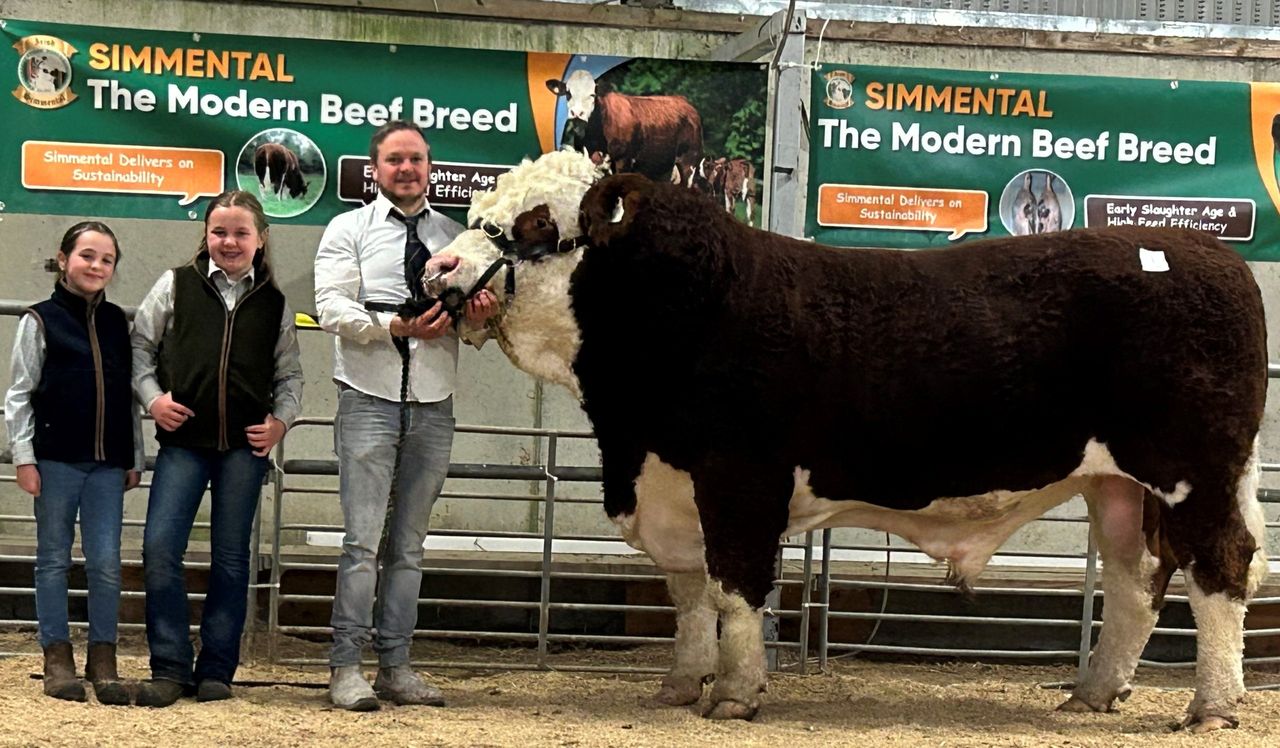 Ballyhaunis-bred bull secures €10,100 at Tullamore Simmental sale